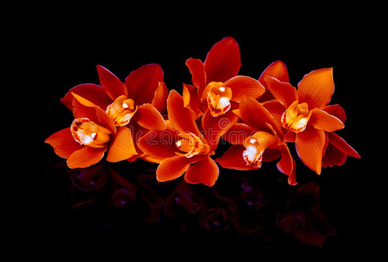 Orange Cymbidium orchids 3 stock image. Image of plant - 13747843