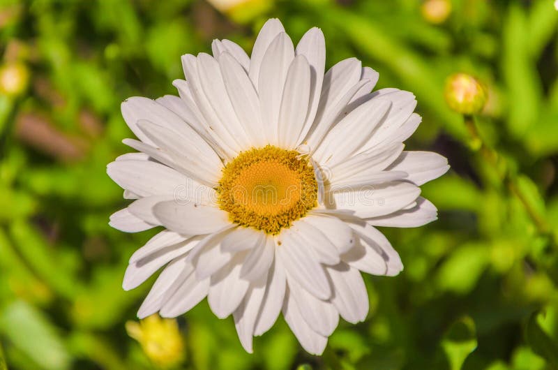 Charming Daisies Under the Rays of the Sun Stock Image Image of
