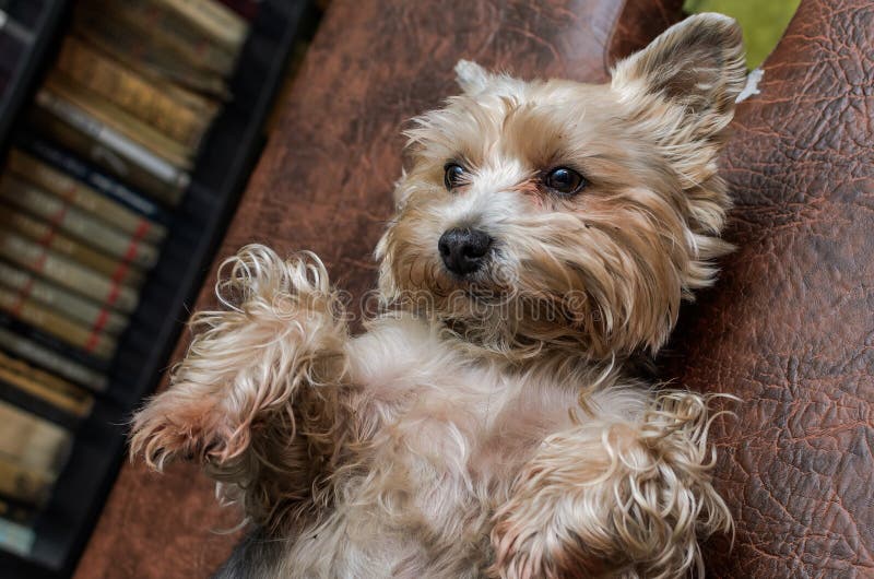 Charming Dog Breed Yorkshire Terrier Stock Image Image of cute, eyes 137183273