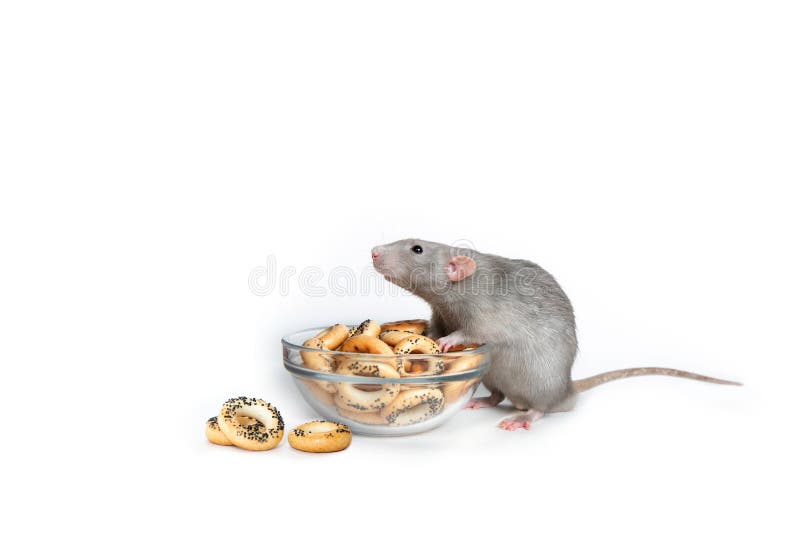 A charming dumbo rat on a white isolated background eats drying. Cute pet. The symbol of 2020. Chinese New Year. stock photos A charming dumbo rat on a white isolated background eats drying. Cute pet. The symbol of 2020. Chinese New Year. stock photos