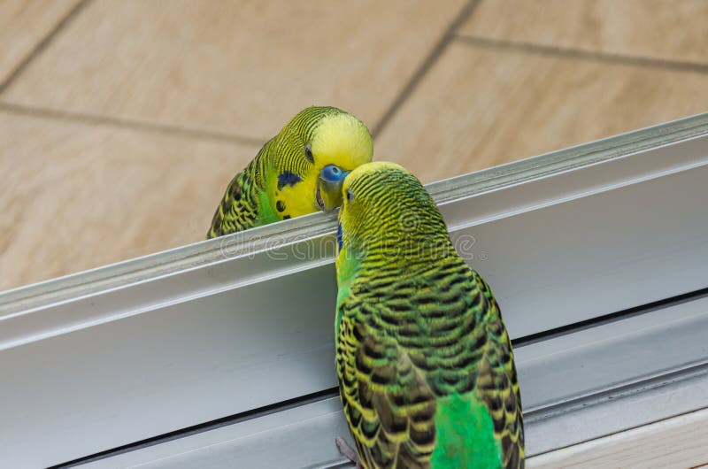 Charming Green Budgie Looks at His Reflection in the Mirror Stock Image