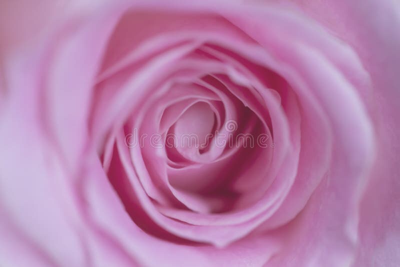 Charming lovely rose, close up royalty free stock images Charming lovely rose, close up royalty free stock images