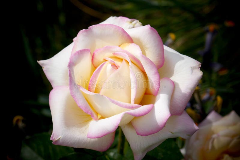 Charming pink rose in the garden up royalty free stock images