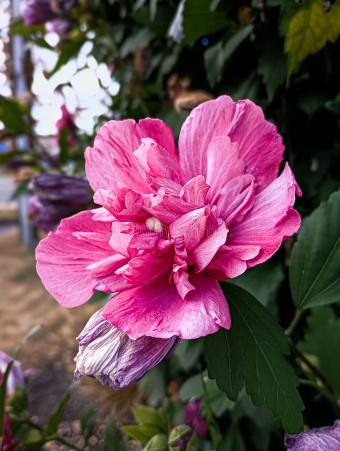 Charming pink rose of Sharon flower with new bloom on a bush. royalty free stock images