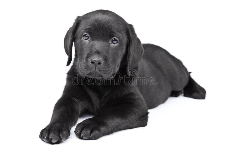 Charming puppy labrador