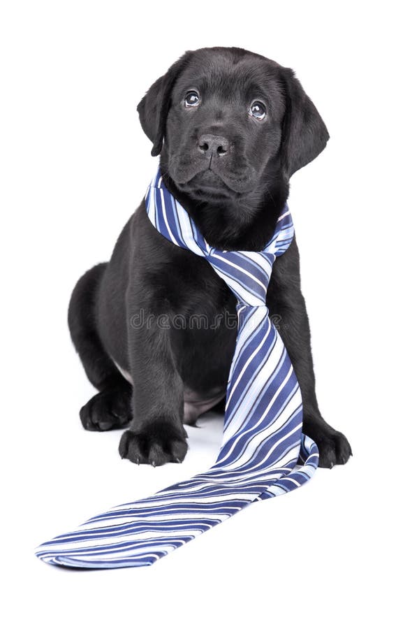 Charming puppy labrador in a necktie