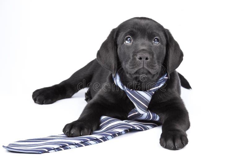 Charming puppy labrador in a necktie