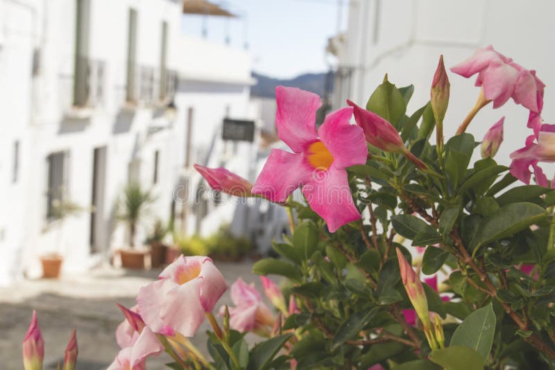Charming streets in Frigiliana royalty free stock images Charming streets in Frigiliana royalty free stock images