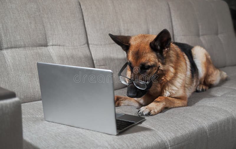 Charming worker lies at home in living room and does his job. Creative dog at remote work online. German Shepherd in large glasses