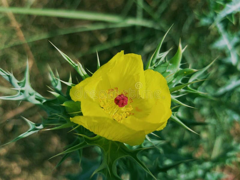A Charming Yellow Flower on a Thorn Tree Stock Photo Image of
