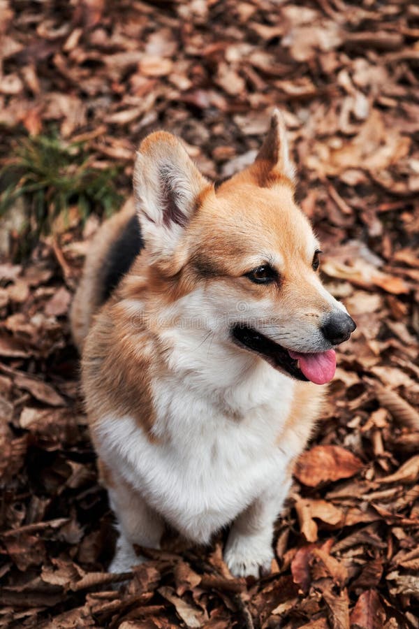 O Pastor Inglês é O Mais Inteligente Do Mundo. Collie Da Fronteira Marrom  No Treinamento De Serviço De Pastoreio Fica Feliz Sob a Imagem de Stock -  Imagem de amizade, animais: 215435891