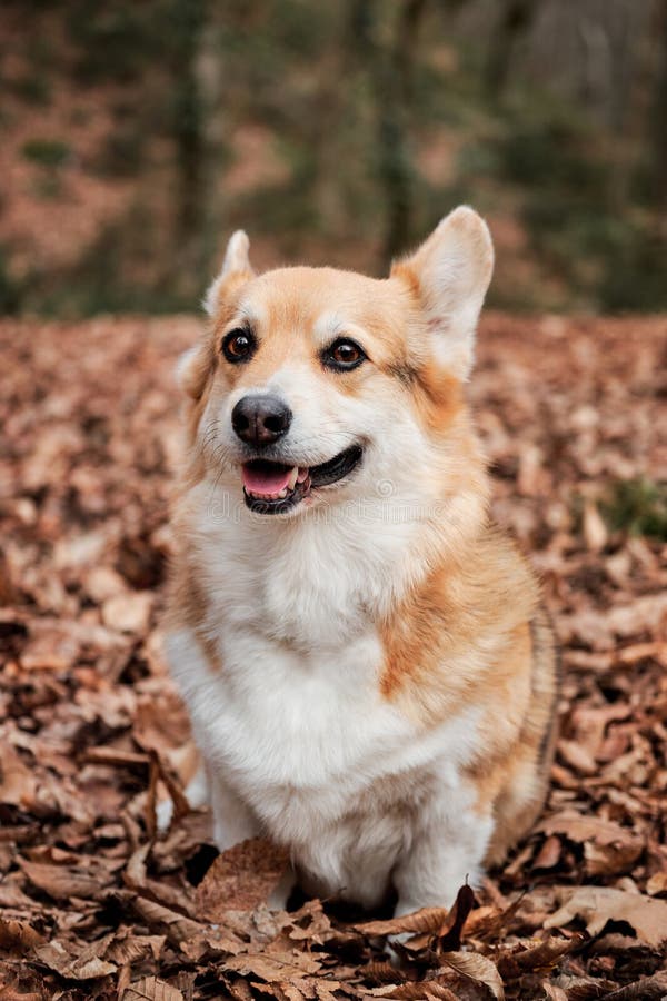 Pembroke Tricolor Galês Corgi Senta-se Em Madeiras Em Folhas De