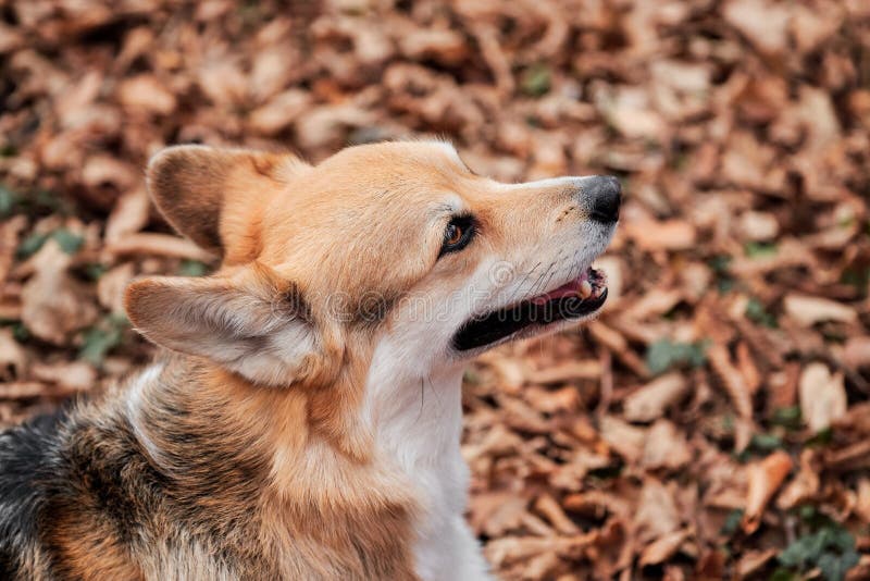 Raça de cão pastor inglês é a menor do mundo