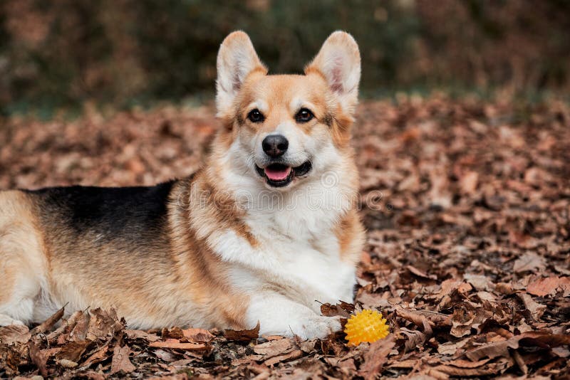 Pastor inglês raça welsh corgi pembroke tricolor caminha pela