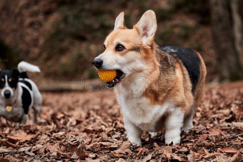 O Pastor Inglês é O Mais Inteligente Do Mundo. Collie Da Fronteira Marrom  No Treinamento De Serviço De Pastoreio Fica Feliz Sob a Imagem de Stock -  Imagem de amizade, animais: 215435891