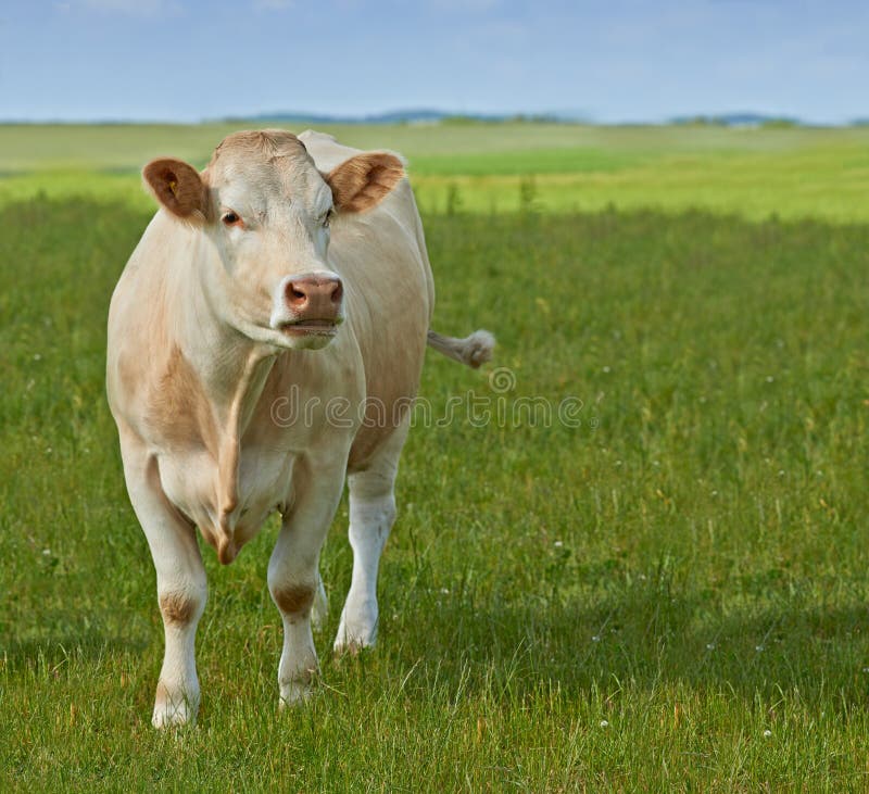 Charolais Cattle. a Herd of Charolais Cattle Grazing in a Pasture in