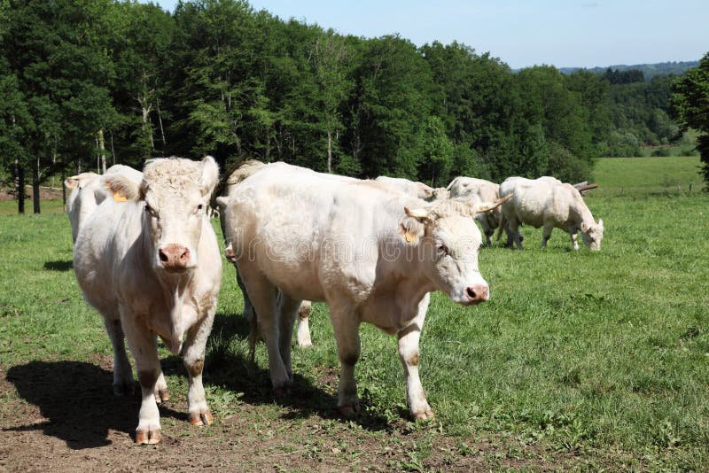 Charolais Cows In Mountain Pasture