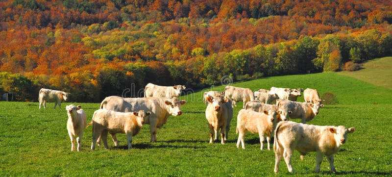 charolais krowy France fotografia stock charolais krowy France fotografia stock