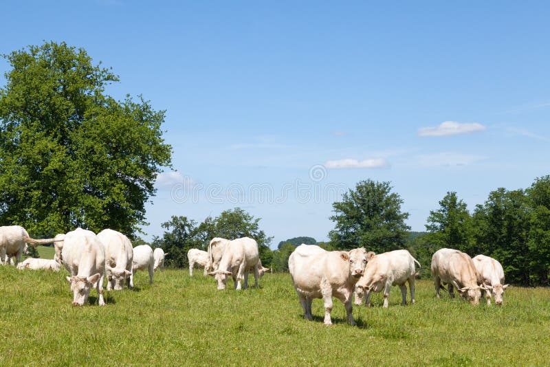 Charolais wołowiny krowy i byka pasanie w zielonym paśniku fotografia royalty free Charolais wołowiny krowy i byka pasanie w zielonym paśniku fotografia royalty free