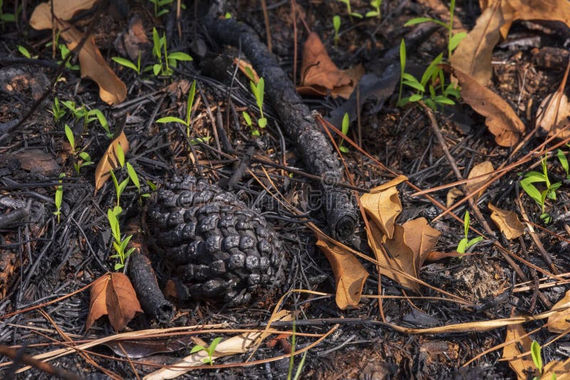 Charred Pine Cone in Weeks Bay Pitcher Plant Bog Stock Image - Image of  coast, branch: 221520835