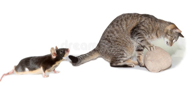 Charriez Du Chat Chassant Une Souris Photo Stock Image Du Parasite Humeur Charriez Du Chat Chassant Une Souris Photo Stock Image Du Parasite Humeur