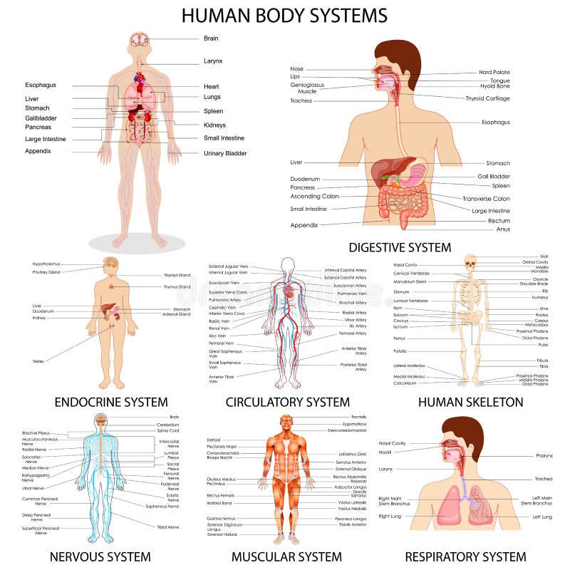 Human Organ Chart