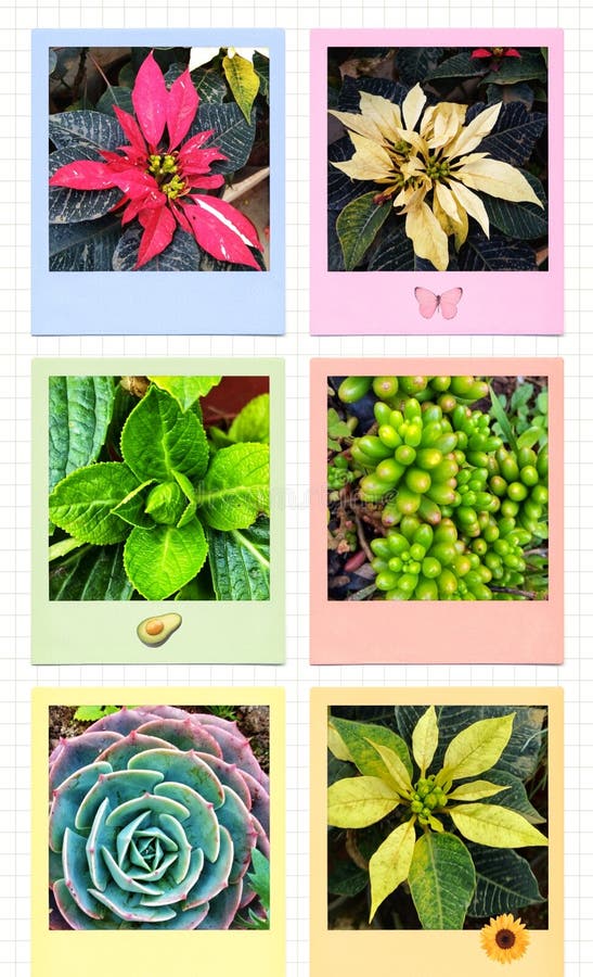 Chart, Leave, Ornamental Plants. Stock Photo Image of chartleave, chart 247807852