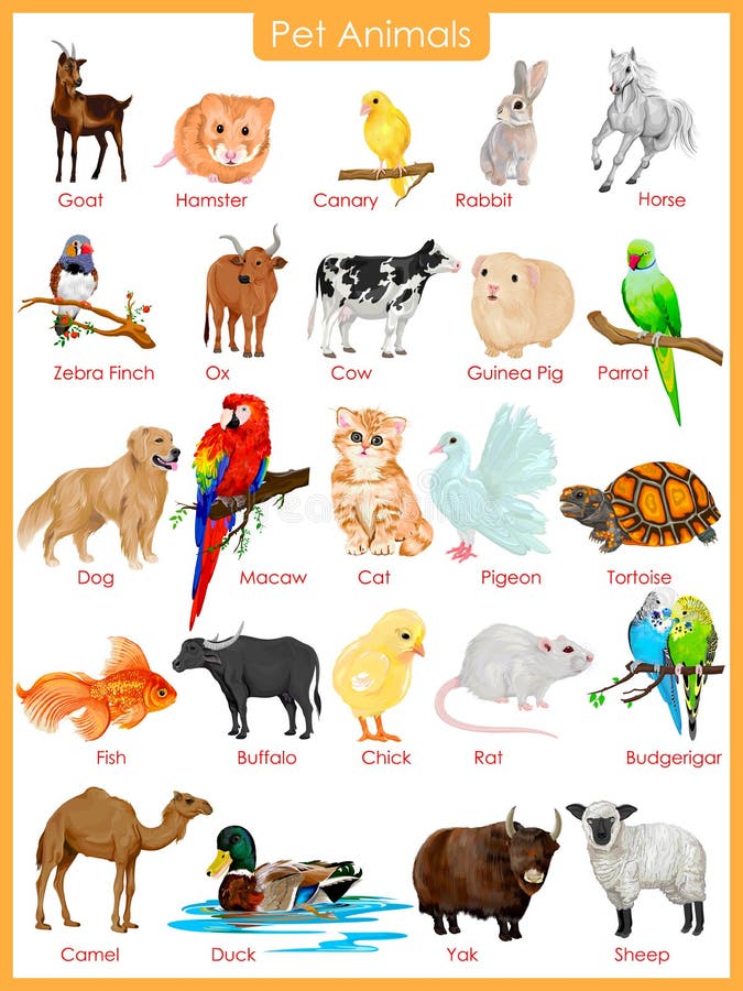 Pet Animals Chart Printable