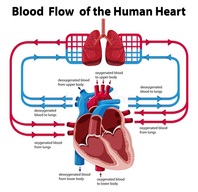 Flow Chart Of Blood Circulation In Human Heart