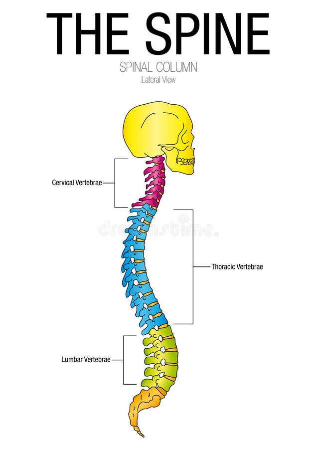 Bone Chart With Names