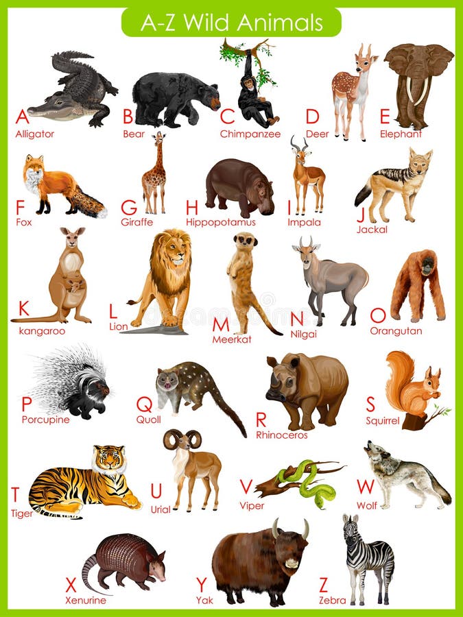 Animal Chart With Pictures