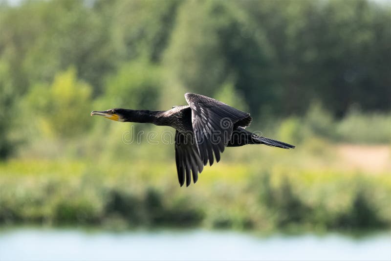 Chasing for fish. A Cormorant above a river royalty free stock images