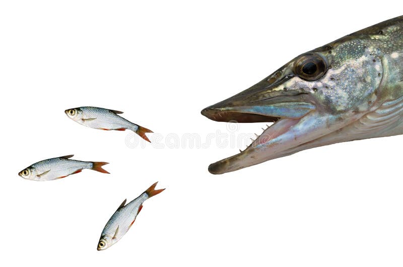 Chasing pike fish stock photo