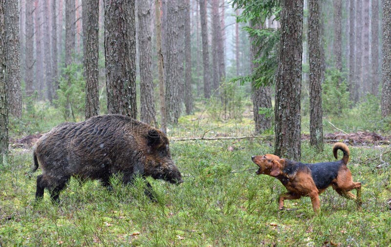 Chasse avec le chien sur le sanglier images stock Chasse avec le chien sur le sanglier images stock