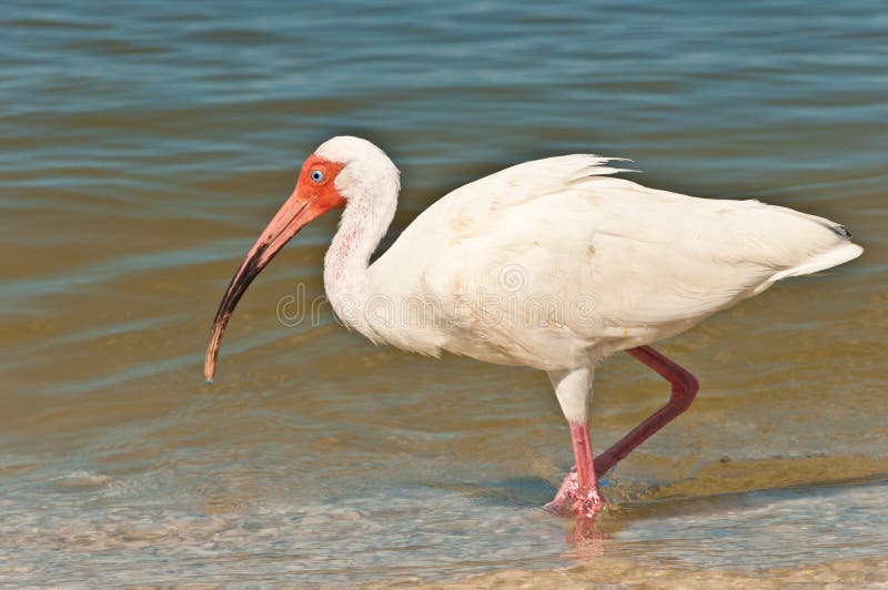Chasse blanche d'IBIS pour le prochain repas des palourdes de bébé image stock Chasse blanche d'IBIS pour le prochain repas des palourdes de bébé image stock