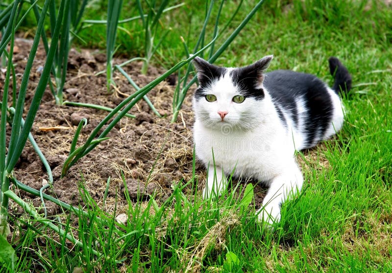 Chasse blanche noire de chat dans le jardin d'été photo stock Chasse blanche noire de chat dans le jardin d'été photo stock