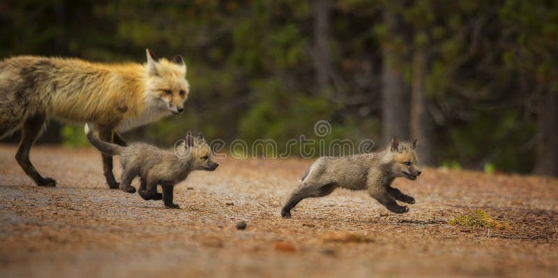 Chasse de Fox images stock Chasse de Fox images stock