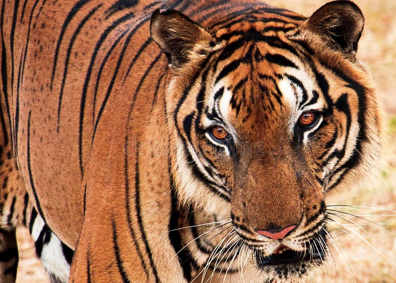 Chasse prédatrice de tigre de Bengale pour la proie photographie stock Chasse prédatrice de tigre de Bengale pour la proie photographie stock