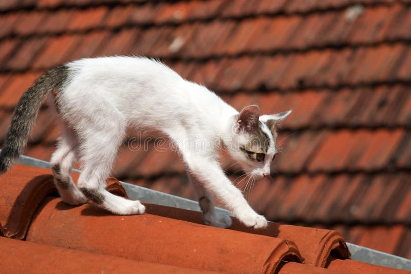 Mignonne Chatte Moelleuse Profitant Du Flux D'air D'un Ventilateur  électrique Portatif Sur Le Rebord De La Fenêtre Par Une Chaude Image stock  - Image du refroidissement, chauffer: 232378591