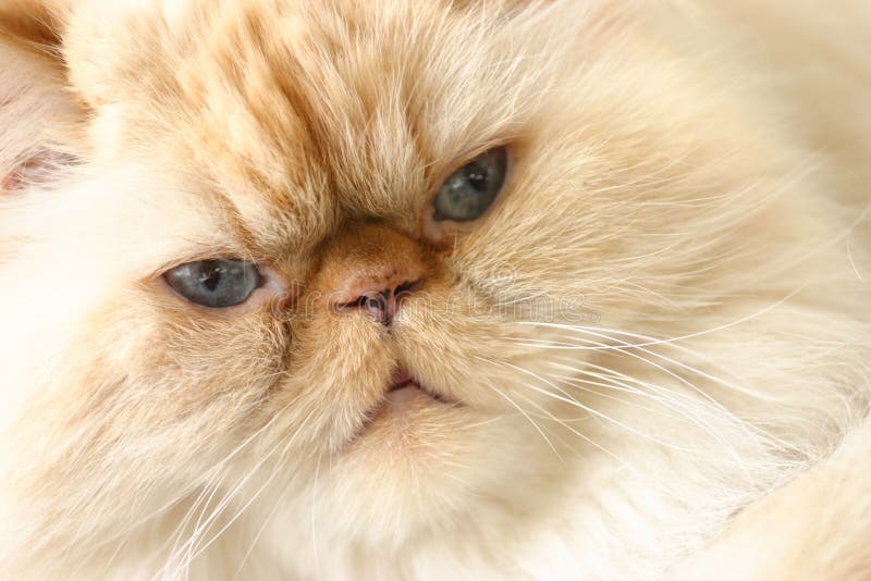 Chat photo stock Chat photo stock