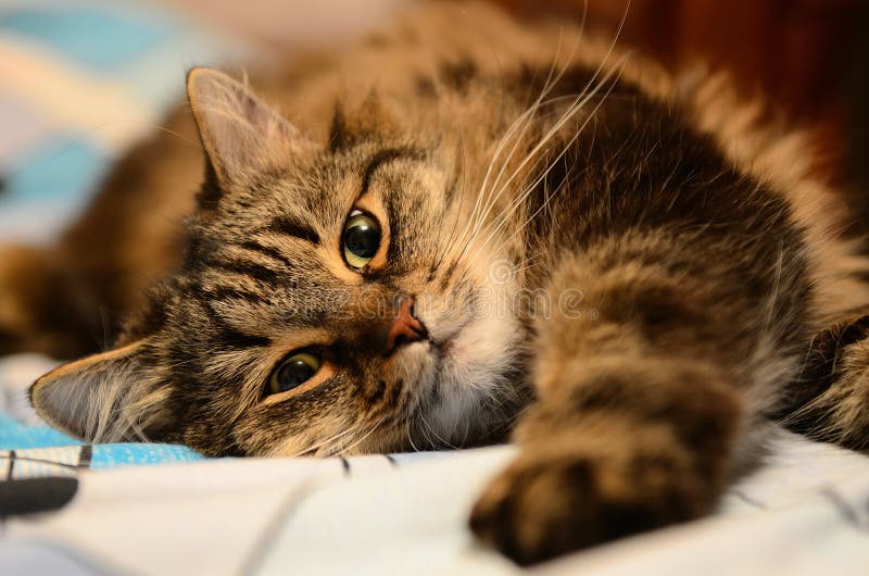  Chat photo libre de droits