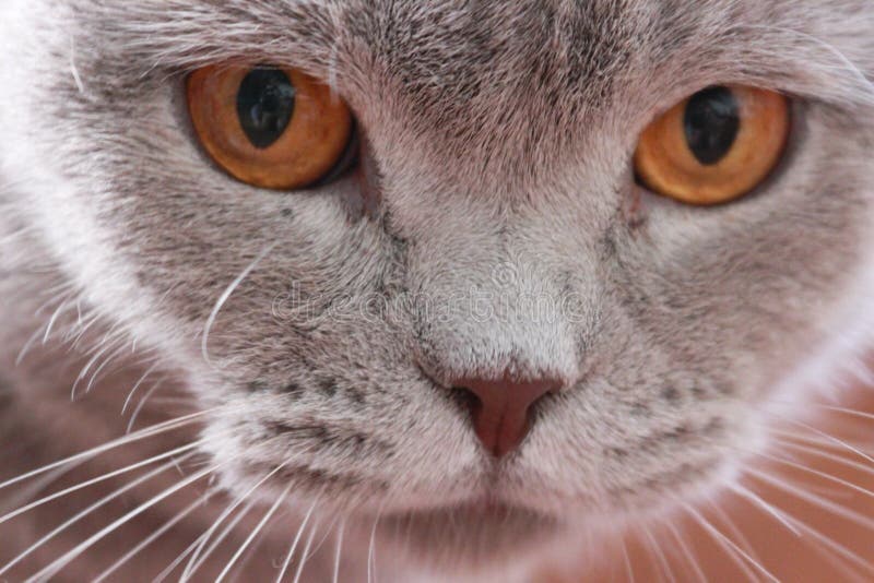 Chat photographie stock Chat photographie stock