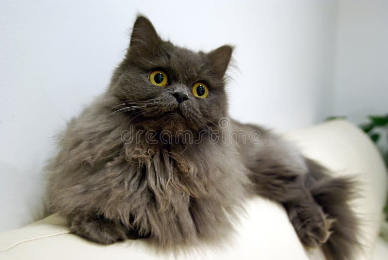 Chat images libres de droits