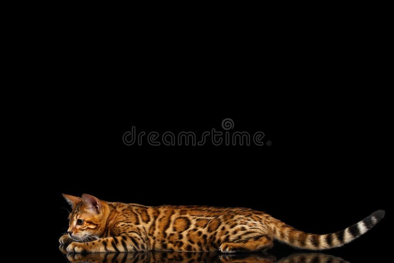 Chat adorable du Bengale de race d'isolement sur le fond noir image libre de droits Chat adorable du Bengale de race d'isolement sur le fond noir image libre de droits