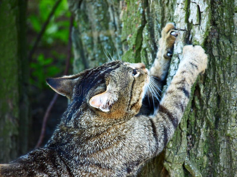 Chat affilant des griffes sur un arbre. images libres de droits Chat affilant des griffes sur un arbre. images libres de droits