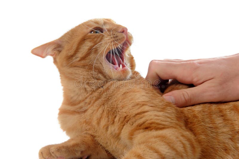 Chat agressif de gingembre photo stock. Image du main 23828512