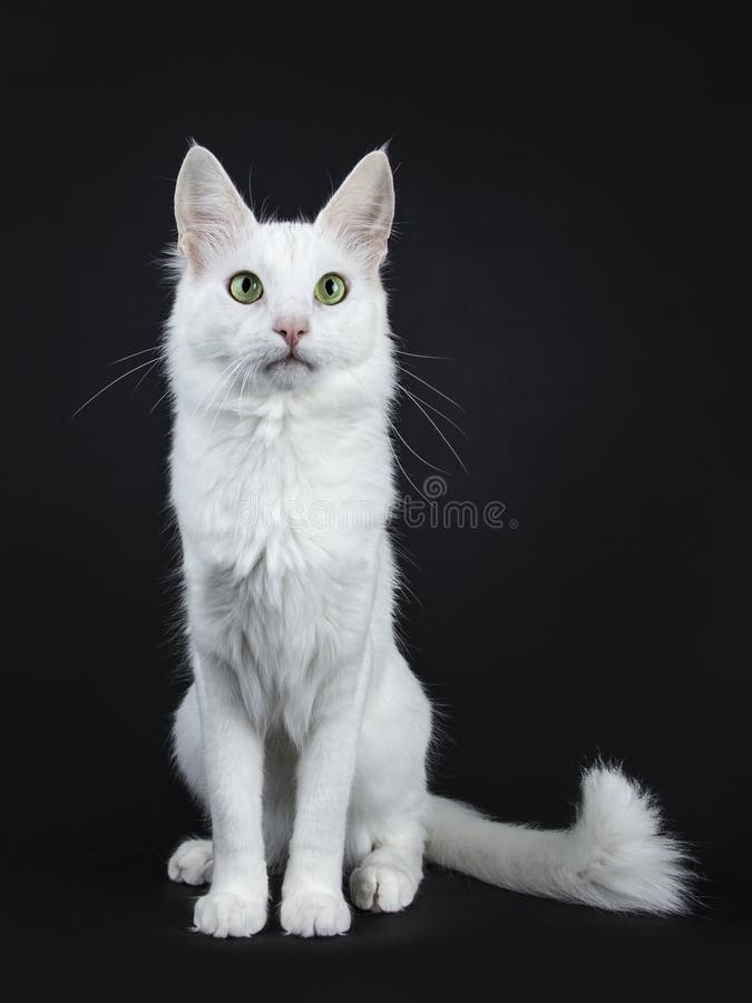 Chat Angora Turc Blanc Solide Avec Les Yeux Verts Se Reposant Faisant Face A L Avant Avec La Queue Pres Du Corps Sur Le Fond Noir Image Stock Image Du Seance Fond