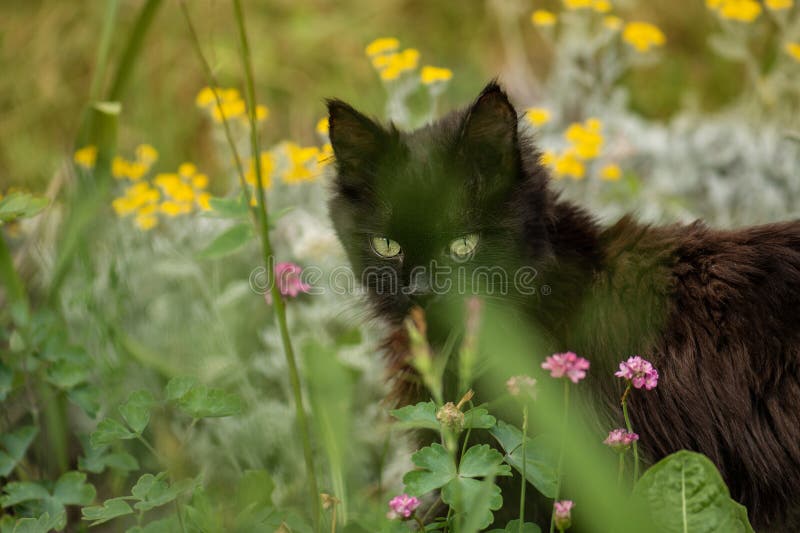 Chat animal de compagnie un avant-goût de la vie en plein air liberté dans le jardin. laisser le chat dehors photographie stock Chat animal de compagnie un avant-goût de la vie en plein air liberté dans le jardin. laisser le chat dehors photographie stock