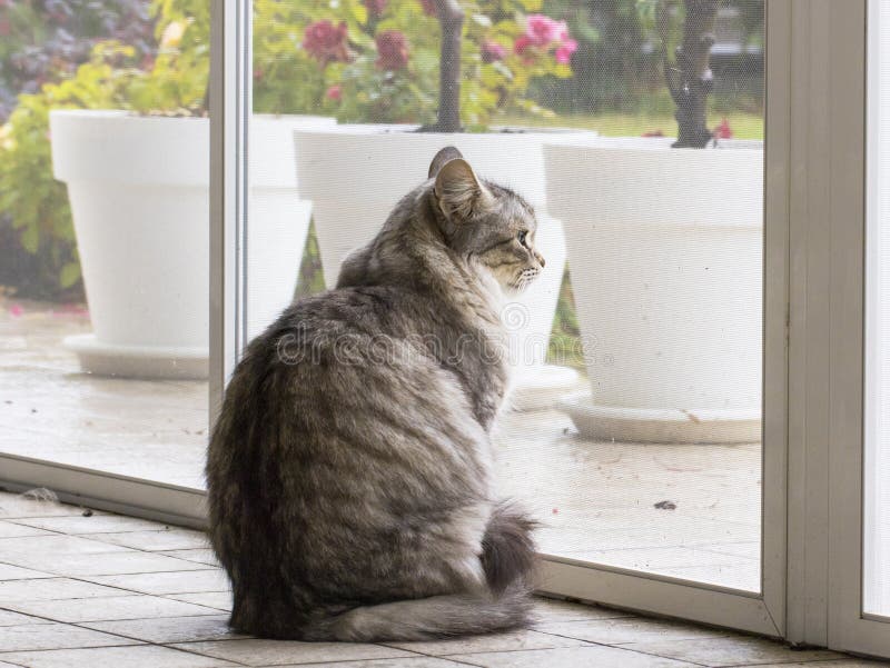 Chat argenté de beauté semblant animal familier femelle de race extérieur et sibérien images stock Chat argenté de beauté semblant animal familier femelle de race extérieur et sibérien images stock
