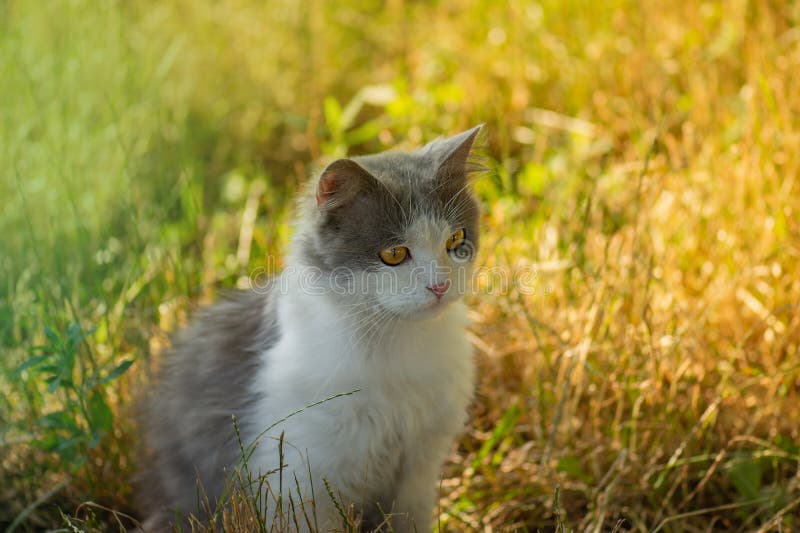 Chat assis dans le jardin d'automne. chat en automne couleur prairie sèche extérieur images libres de droits Chat assis dans le jardin d'automne. chat en automne couleur prairie sèche extérieur images libres de droits